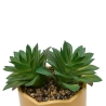 Plante vivace Chéri haut 17 cm pot céramique AMOUR