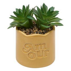 Plante vivace Chéri haut 17...