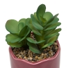 Plante vivace Chéri haut 17 cm pot céramique BISOU