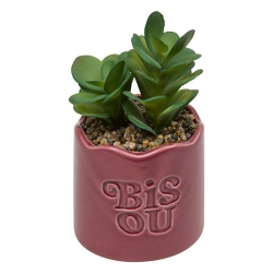 Plante vivace Chéri haut 17...