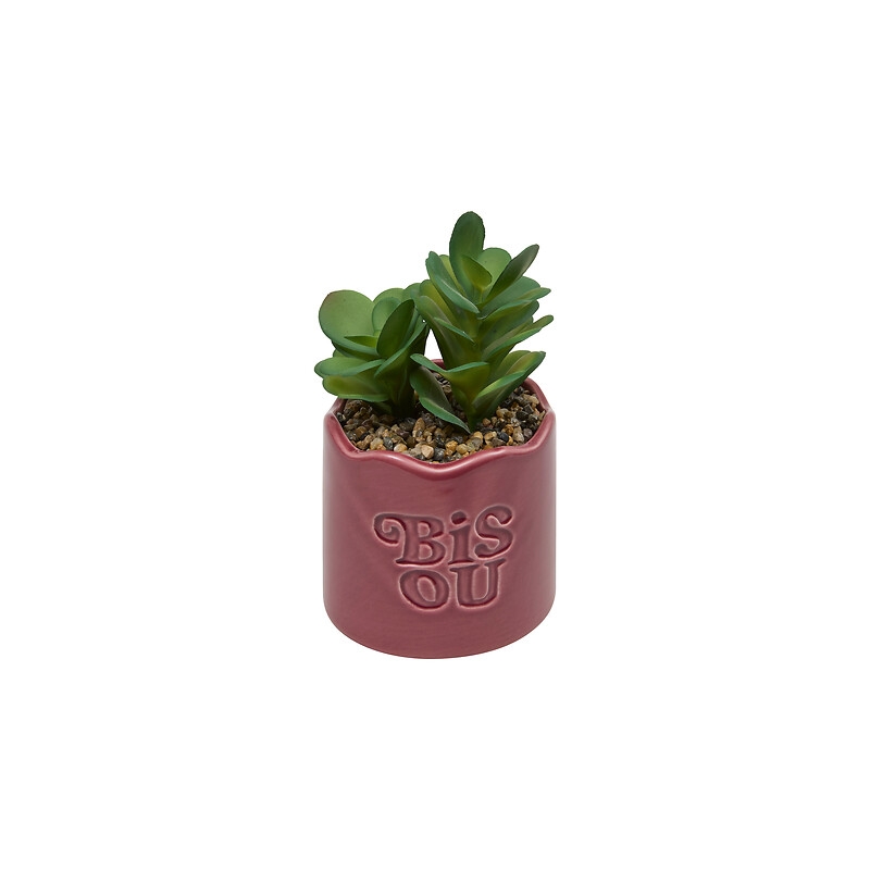Plante vivace Chéri haut 17 cm pot céramique BISOU