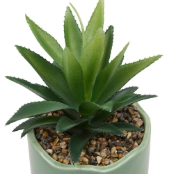 Plante vivace Chéri haut 17 cm pot céramique CHERIE