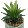 Plante vivace Chéri haut 17 cm pot céramique CHERIE
