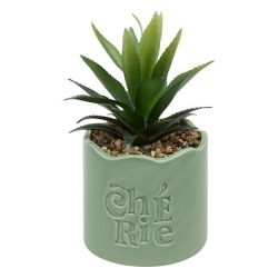 Plante vivace Chéri haut 17...