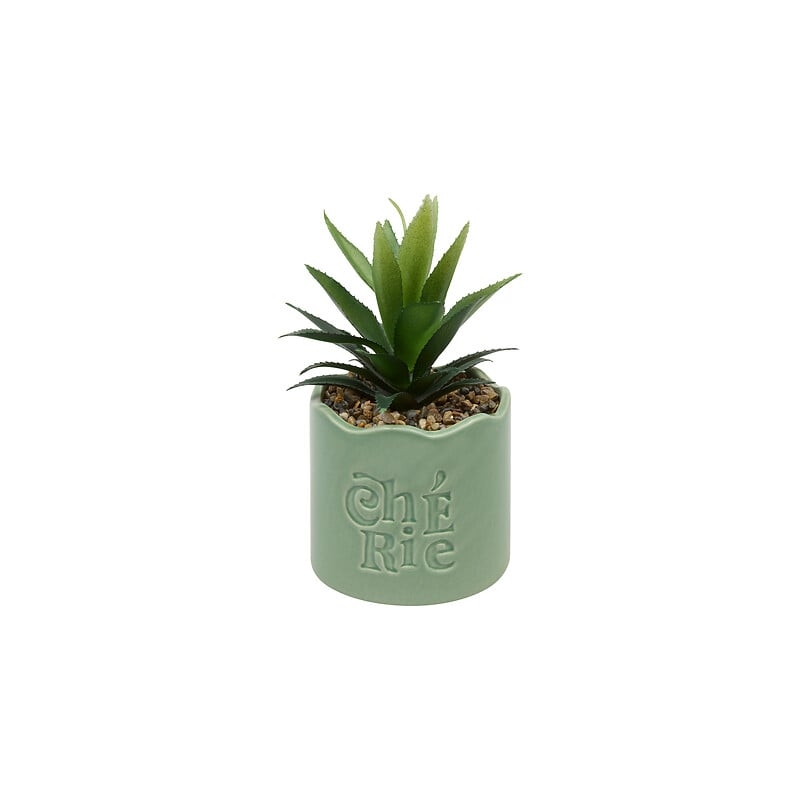 Plante vivace Chéri haut 17 cm pot céramique CHERIE