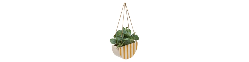 Plante suspendue Chéri haut 27 cm pot céramique JAUNE