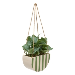 Plante suspendue Chéri haut...