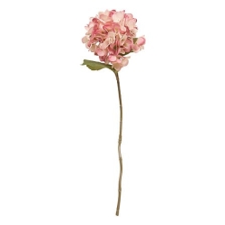 Tige hortensia Fria haut 62 cm