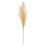 Tige de pampa artificielle Adna haut 90 cm beige