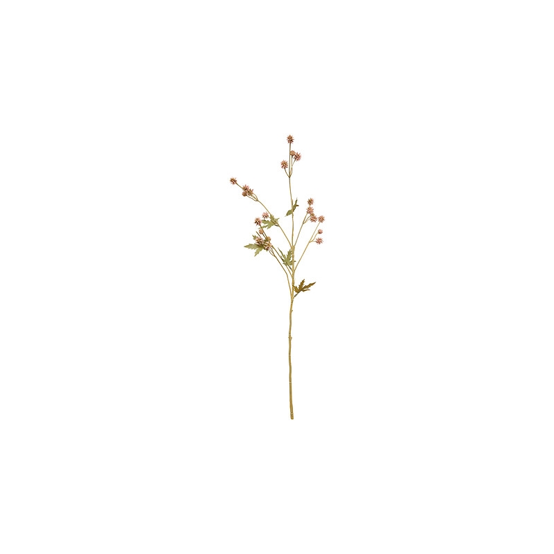 Tige sanicule haut 67 cm