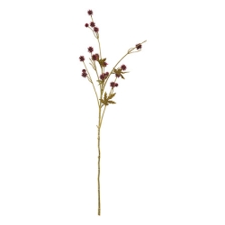 Tige sanicule haut 67 cm
