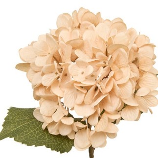 Tige hortensia Fria haut 62 cm assorti