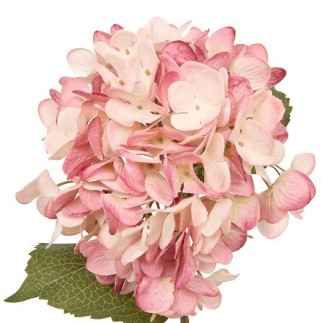 Tige hortensia Fria haut 62 cm assorti