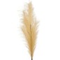 Tige de pampa 90 cm beige