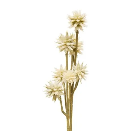 Tige sanicule haut 67 cm assorti