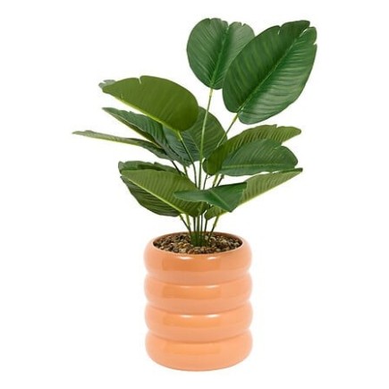 Strelitzia Poolside 45cm pot céramique terracotta