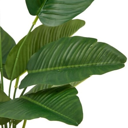 Strelitzia Poolside 45cm pot céramique blanc