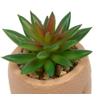 Plante grasse Teri 13cm pot ciment terracotta