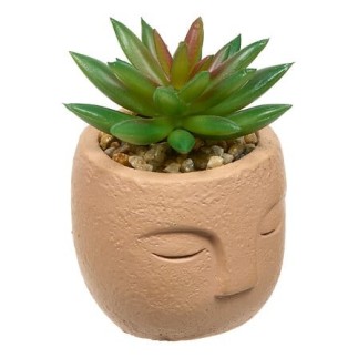 Plante grasse Teri 13cm pot ciment terracotta