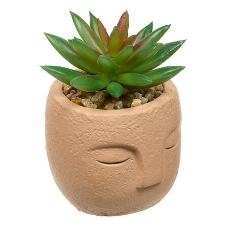 Plante grasse Teri 13cm pot ciment terracotta