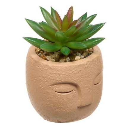 Plante grasse Teri 13cm pot ciment terracotta