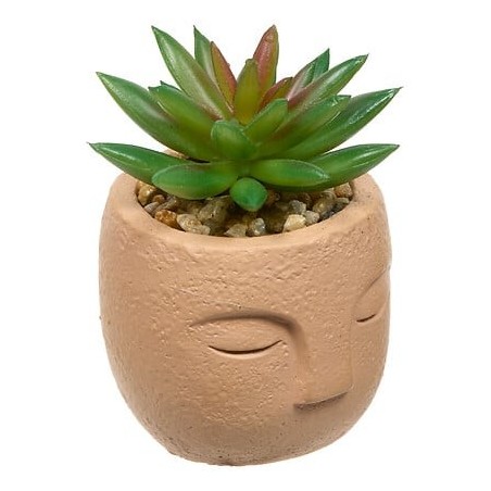 Plante grasse Teri 13cm pot ciment terracotta