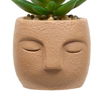 Plante grasse Teri 13cm pot ciment terracotta