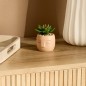 Plante grasse Teri 13cm pot ciment terracotta