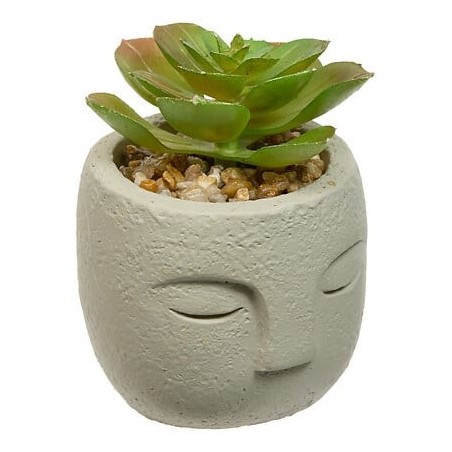 Plante grasse Teri 13cm pot ciment gris