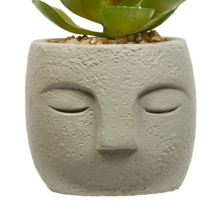 Plante grasse Teri 13cm pot ciment gris