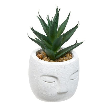 Plante grasse Teri 13cm pot ciment blanc