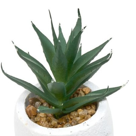 Plante grasse Teri 13cm pot ciment blanc