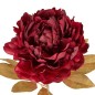 Tige pivoine rouge