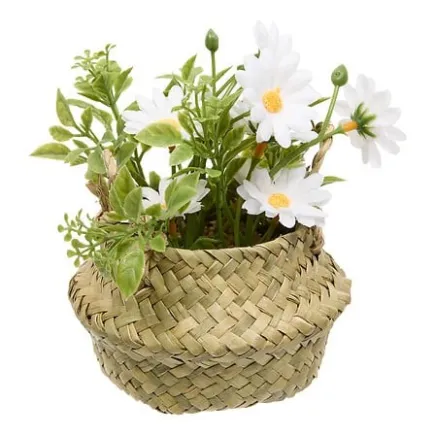 Composition marguerites Tifi 20 cm