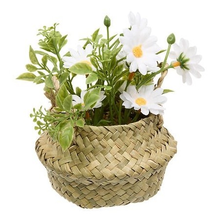 Composition marguerites Tifi 20 cm