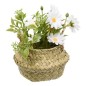 Composition marguerites Tifi 20 cm