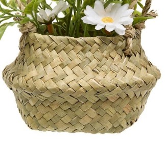 Composition marguerites Tifi 20 cm