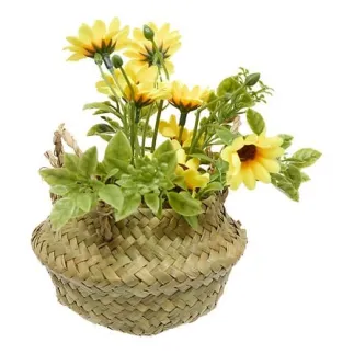 Composition marguerites Tifi 20 cm