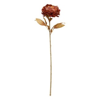 Tige pivoine marron