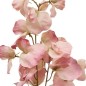 Tige eucalyptus Fria rose