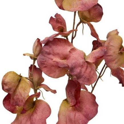 Tige eucalyptus Fria rouge