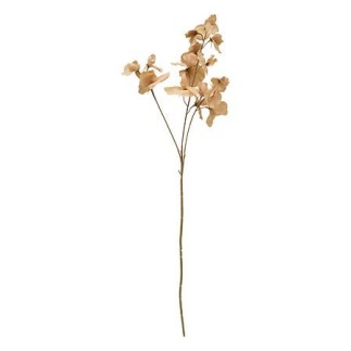 Tige eucalyptus Fria marron