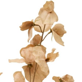 Tige eucalyptus Fria marron