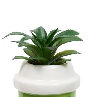 Plante Kawai 20cm avec pot céramique Cup vert