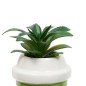 Plante Kawai 20cm avec pot céramique Cup vert