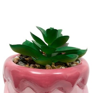Plante Kawai 20cm avec pot céramique gateau rose