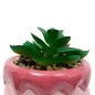 Plante Kawai 20cm avec pot céramique gateau rose