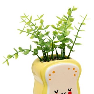Plante Kawai 20cm avec pot céramique tartine