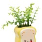 Plante Kawai 20cm avec pot céramique tartine